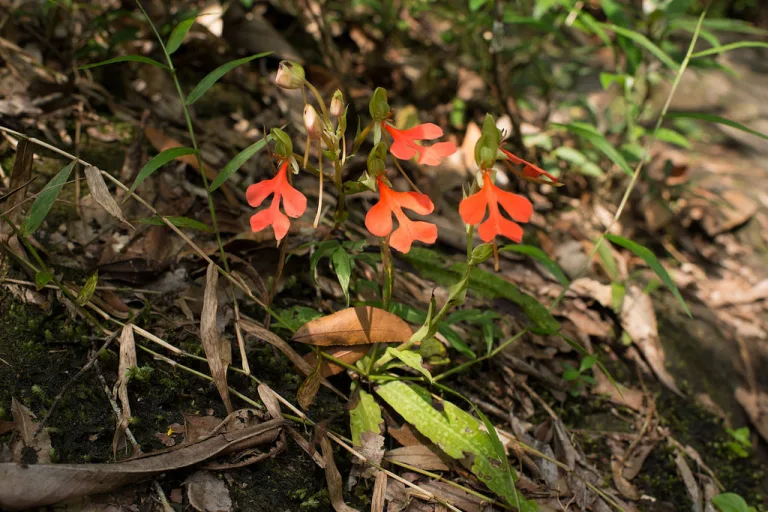 Habenaria rhodocheila