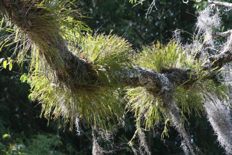 Isochilus linearis