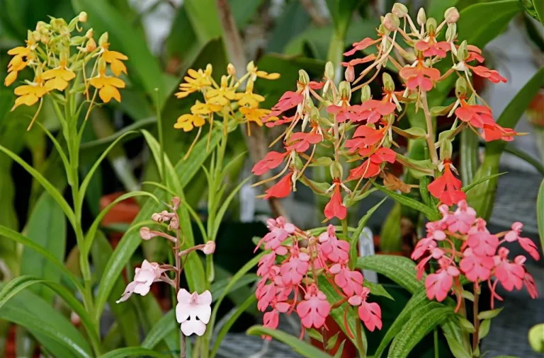 Habenaria rhodocheila