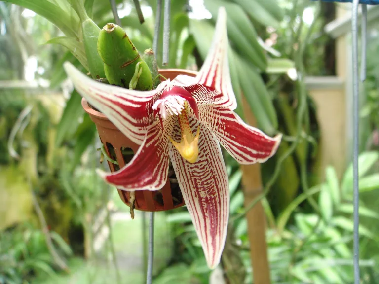 Paphinia cristata