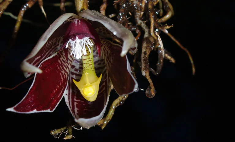 Paphinia cristata