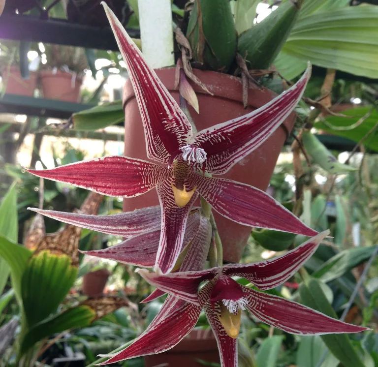 Paphinia cristata