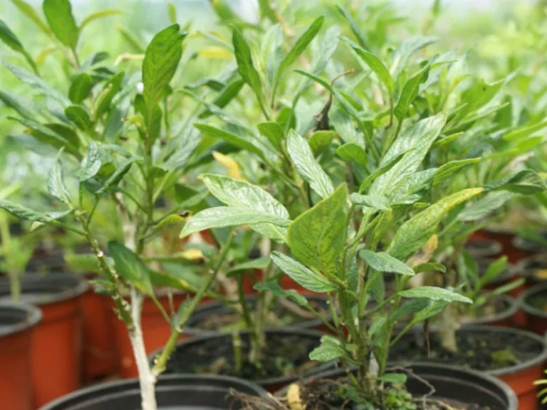 Solanum muricatum