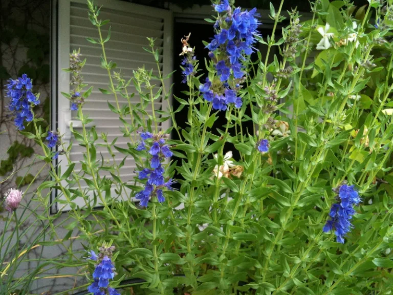 Hyssopus officinalis