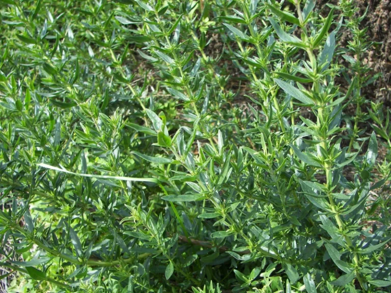 Hyssopus officinalis