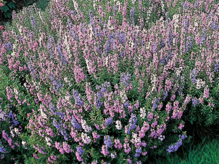 Hyssopus officinalis Tricolour Mixed