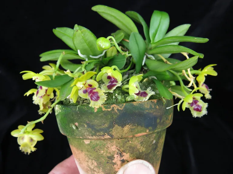 Haraella retrocalla