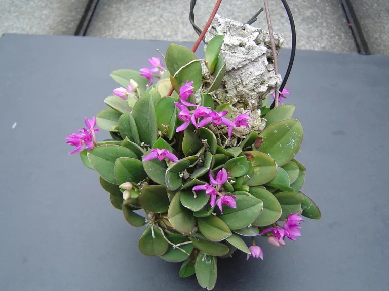 Meiracyllium trinasutum