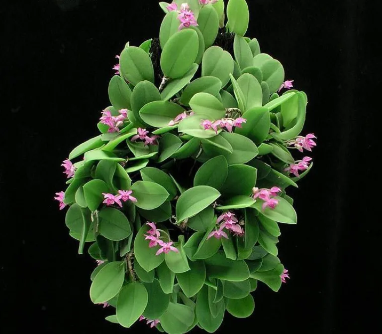 Meiracyllium trinasutum