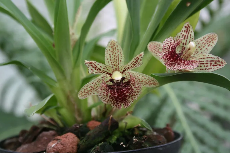 Kefersteinia graminea