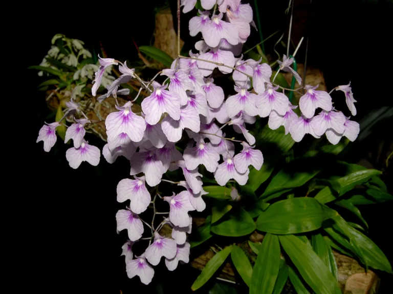 Ionopsis