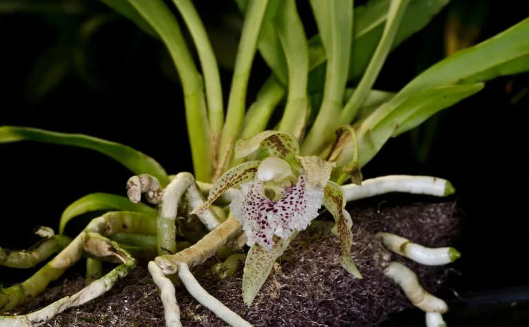 Kefersteinia graminea
