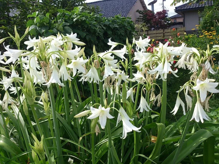 Crinum bulbispermum cv. Album