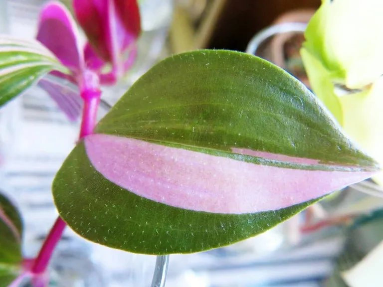 Tradescantia fluminensis Tricolor'