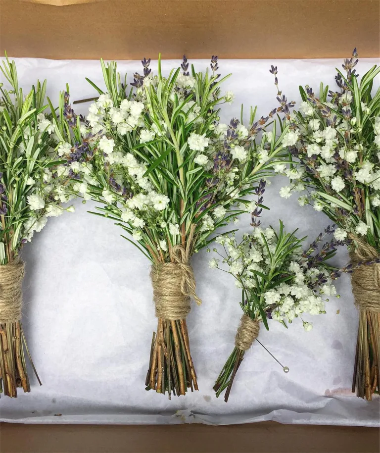 Gypsophila