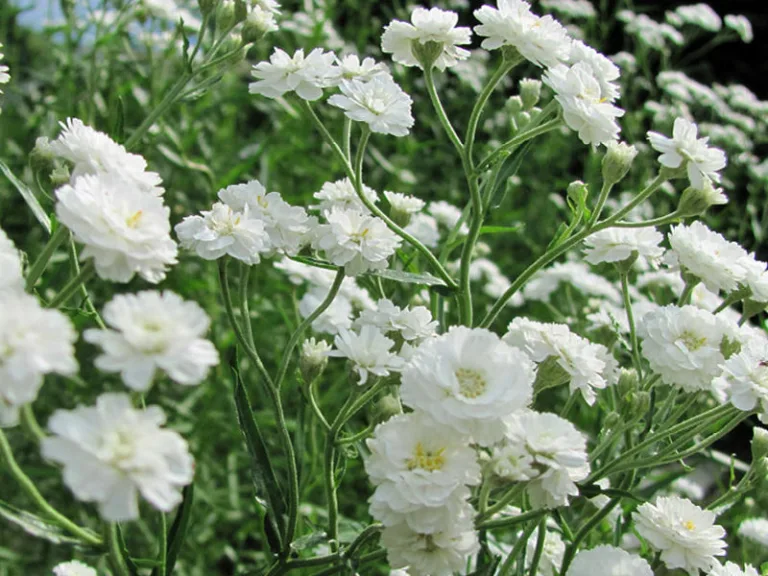 Gypsophila paniculata 'Snowflake'