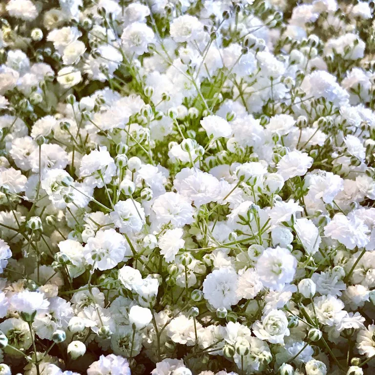 Gypsophila elegans