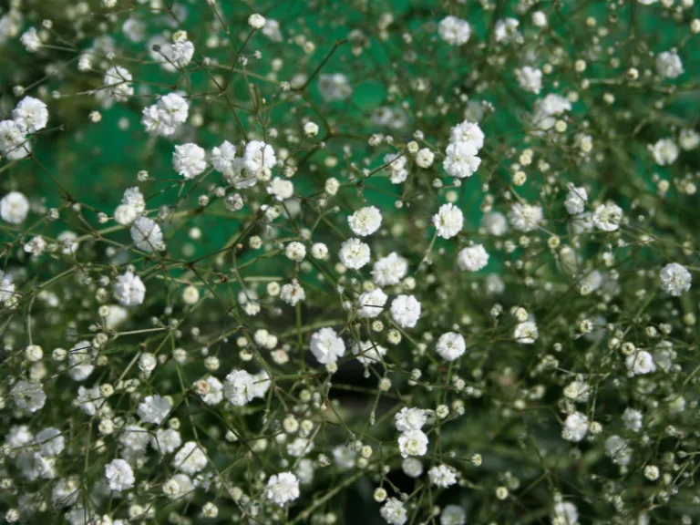 Gypsophila paniculata 'Bristol Fairy'