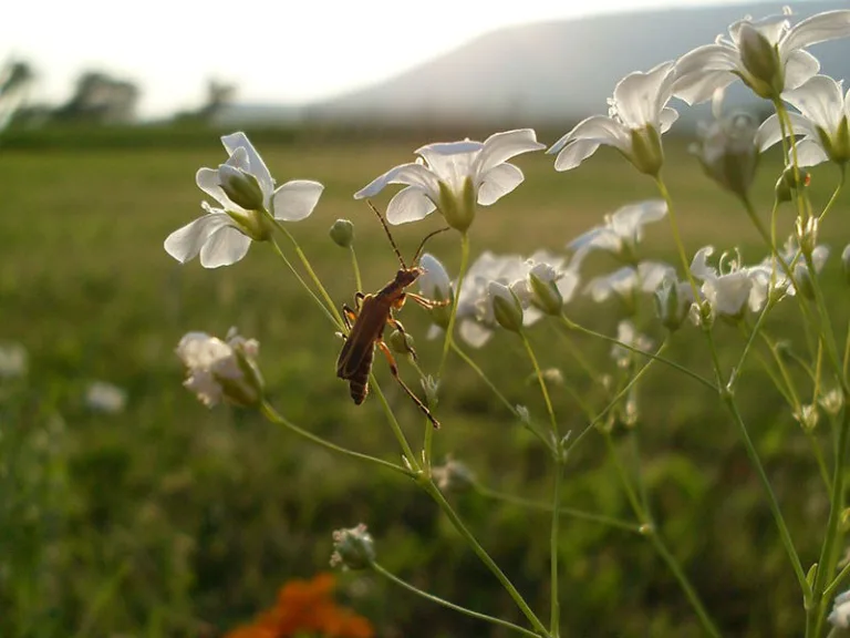 Gypsophila elegans