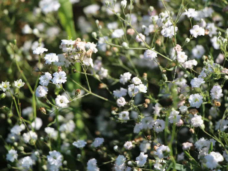 Gypsophila paniculata 'Compacta plena'