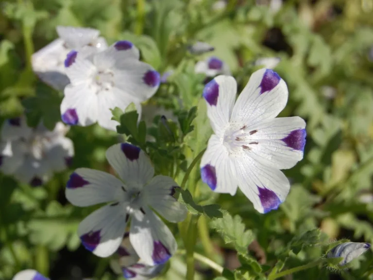 Nemophila maculata
