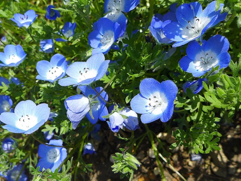 Nemophila menziesii