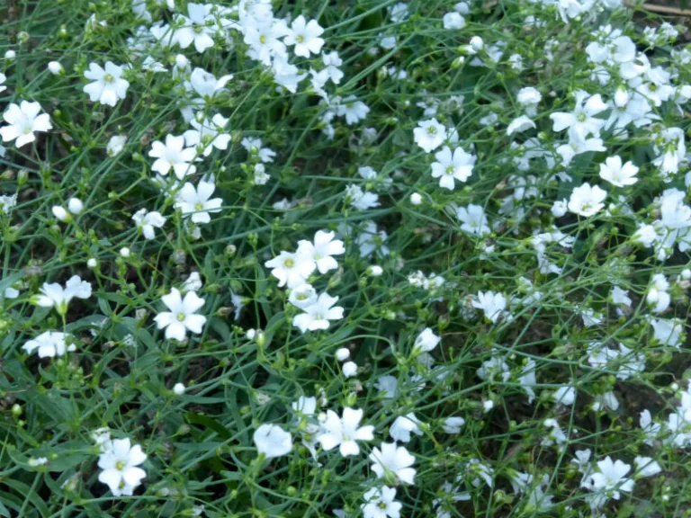 Gypsophila elegans 'Grandiflora Alba'