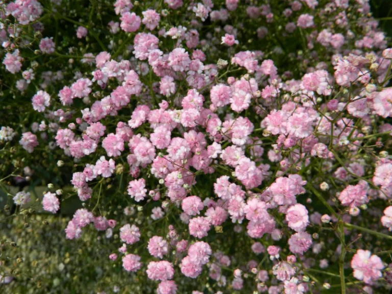 Gypsophila paniculata 'Flamingo'
