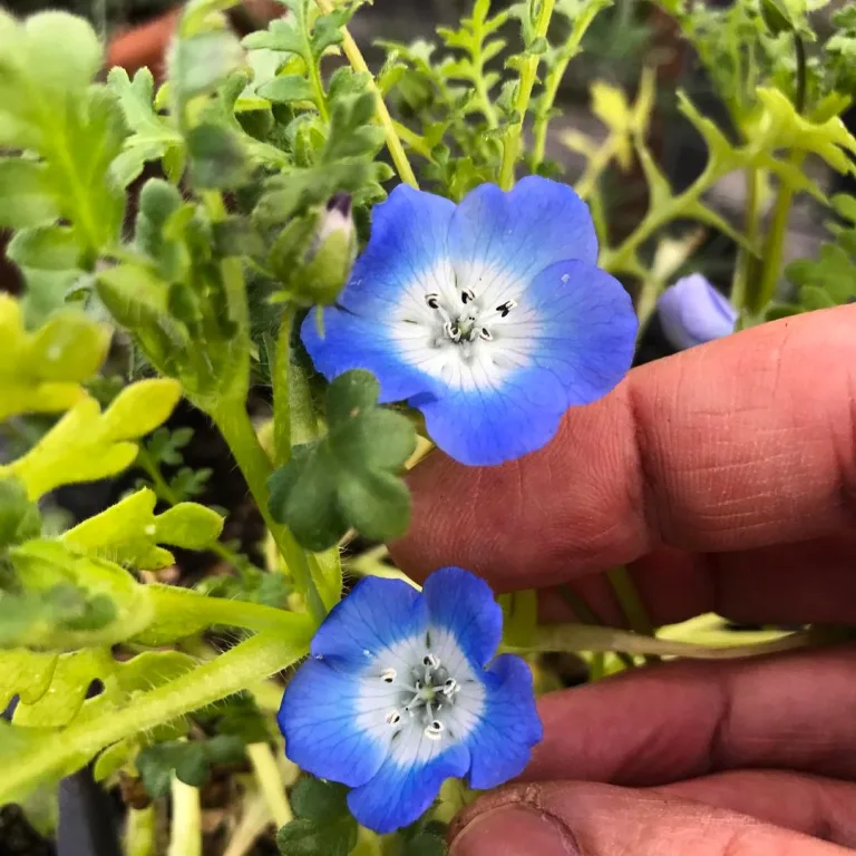 Nemophila menziesii