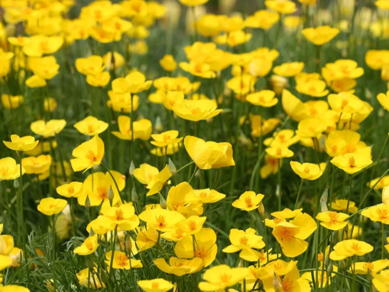 Eschscholzia lobbii