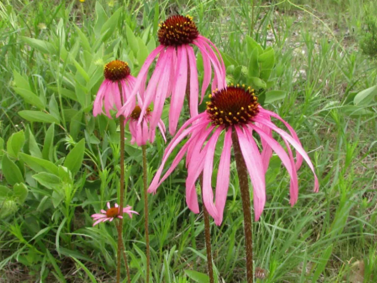 Echinacea simulata