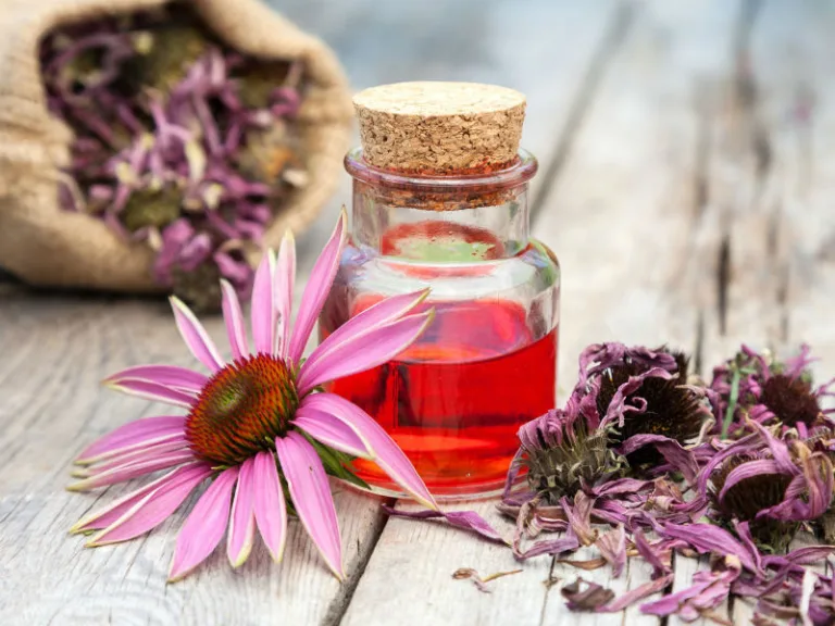Echinacea purpurea