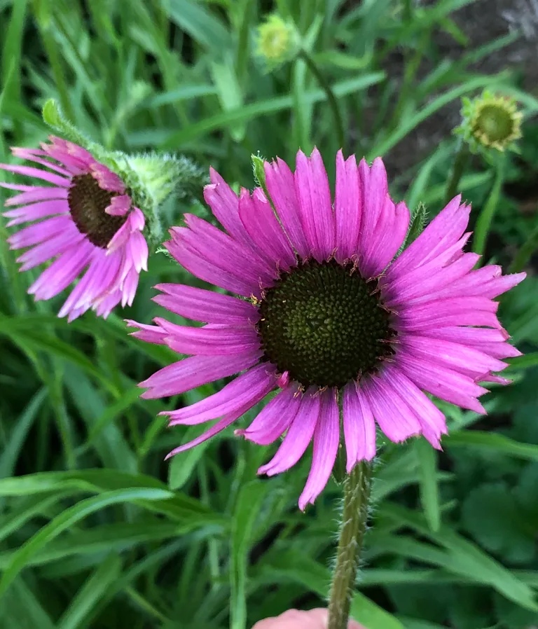 Echinacea tennesseensis