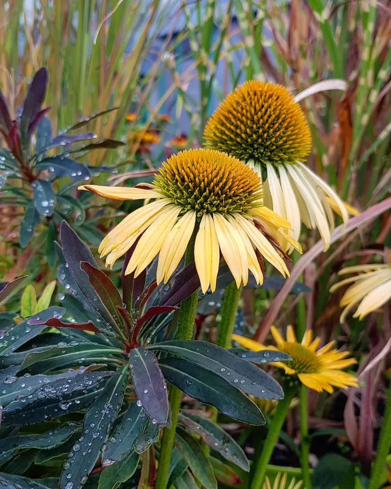 Echinacea