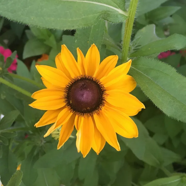 Echinacea paradoxa