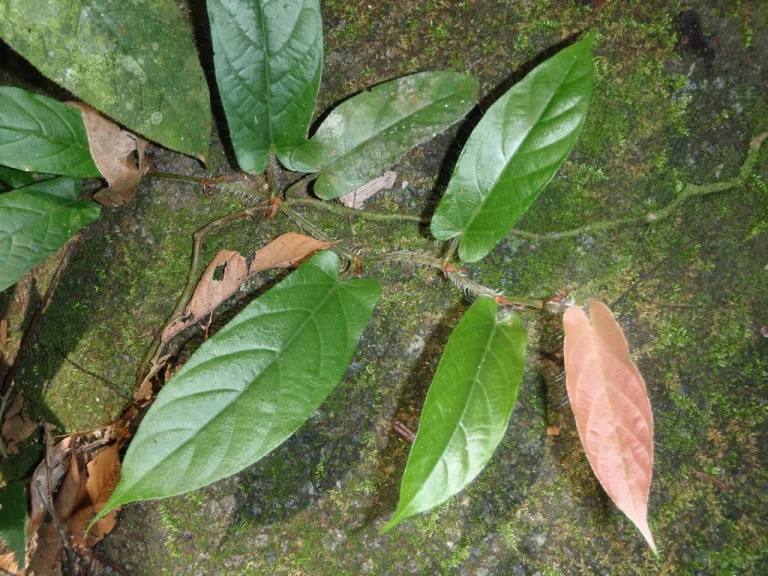 Ficus sagittata