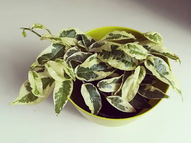 Ficus sagittata 'Variegata'
