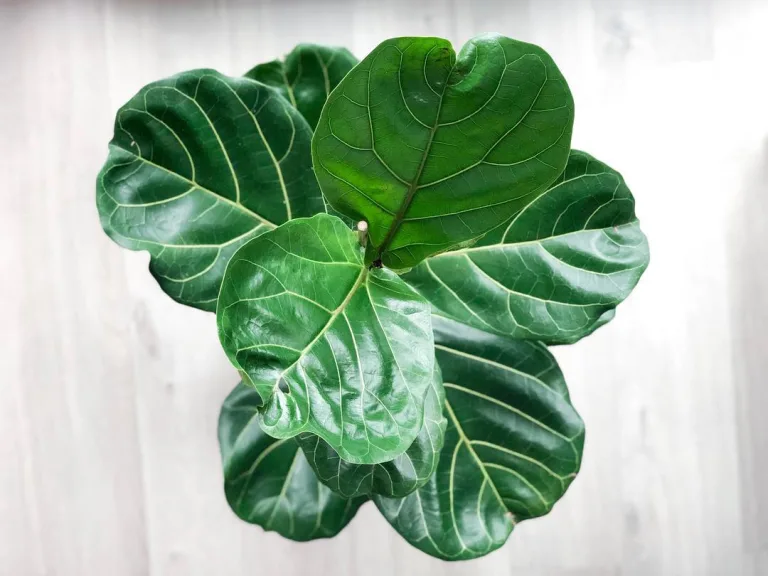 Ficus lyrata