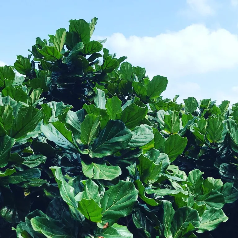 Ficus lyrata