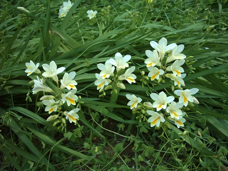Freesia refracta