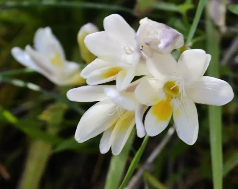 Freesia refracta