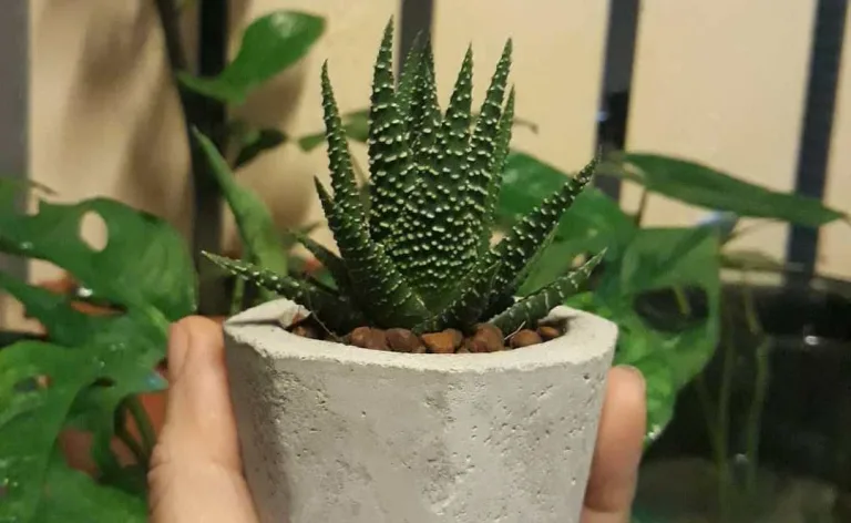 Haworthia pumila