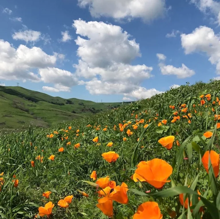 Eschscholzia californica