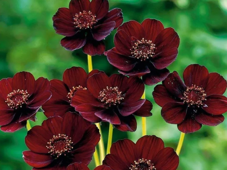 Cosmos atrosanguineus 'Black Magic'