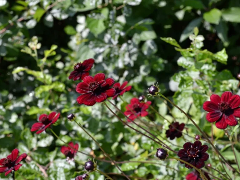 Cosmos atrosanguineus 'Chocamocha'