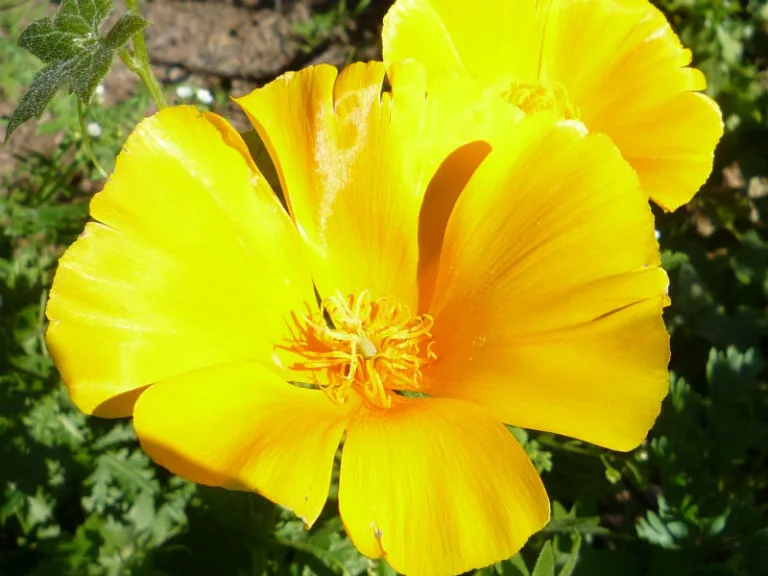 Eschscholzia caespitosa
