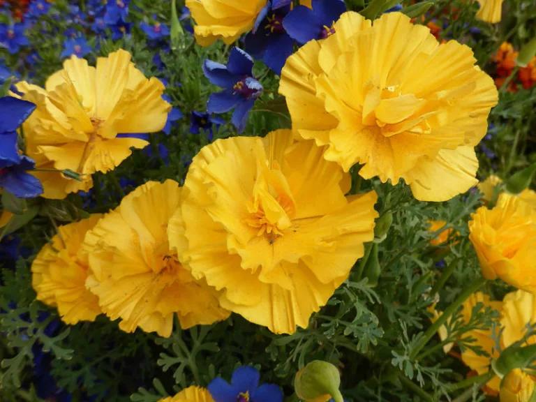 Eschscholzia californica 'Goldens hiffon'