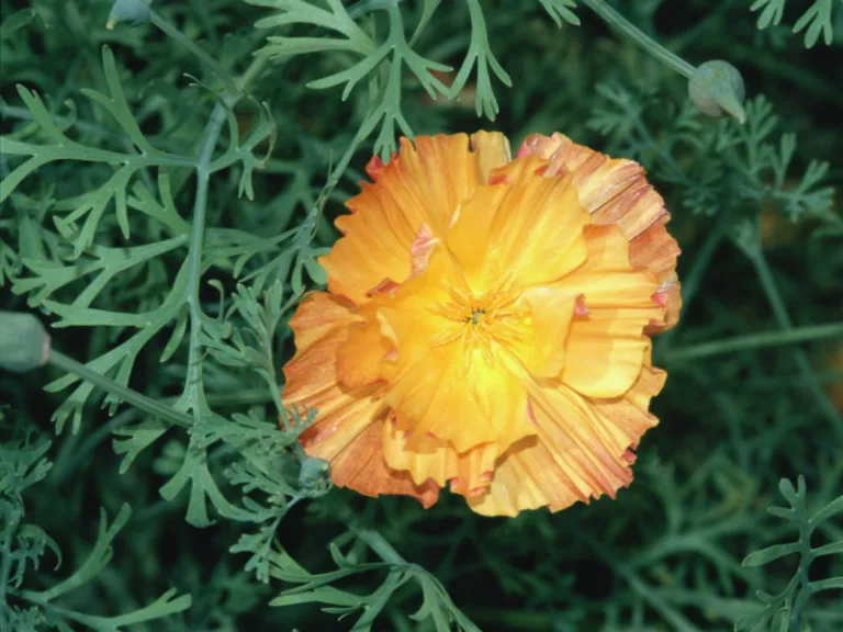 Eschscholzia californica 'Apricot shiffon'