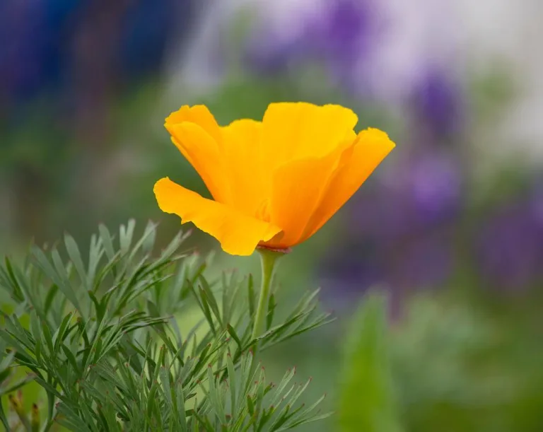 Eschscholzia californica