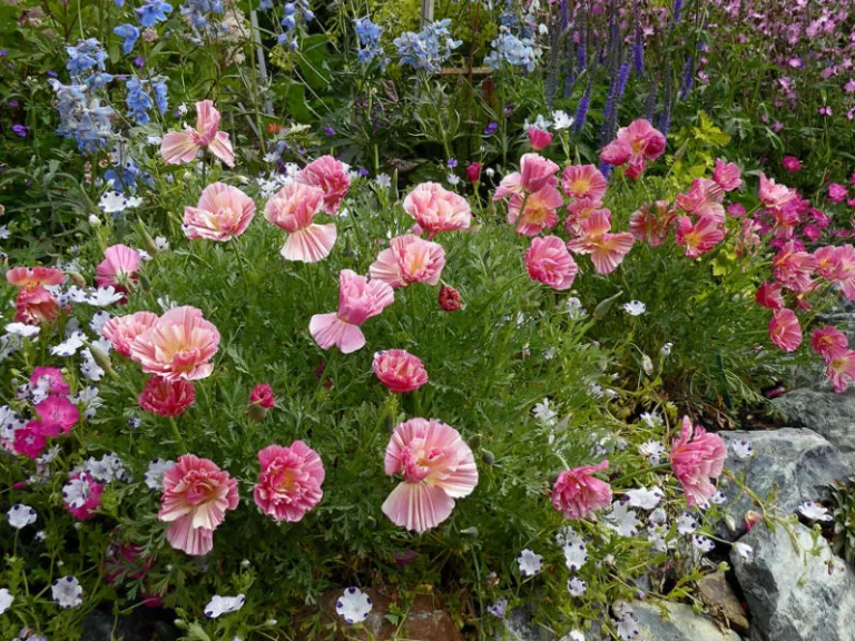 Eschscholzia californica 'Rose shiffon'